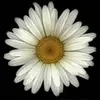 Stephanie LeeAnn - @stephanieguild03 - TikTok