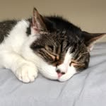 Stephanie Harold - @catladyhawk - Instagram