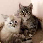 Stephanie Huff - @gibbs_and_hazel - Instagram