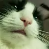 Stephanie Huseboe - @stephaniehuseboe - TikTok