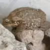 stephanieibanezx - @st.ephers - TikTok