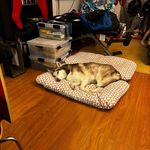 Stephanie Woodrow-Imlay - @princessxenathedog11 - Instagram