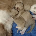 Stephanie Ingram - @pinkerton.ragdolls - Instagram