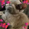 stephaniekeefer41 - @stephaniekeefer41 - TikTok