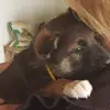 stephanieklimek722 - @daisy_thegermanshepard - TikTok