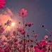 Stephanie Latham - Facebook