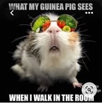 Stephanie Laughlin - Facebook
