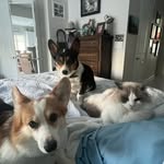 Stephanie Lightner - @ourcorgiparadise - Instagram