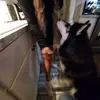 foxloosestephanie - @foxloosestephanie - TikTok