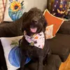 stephanieplowden - @stephanie.plowden - TikTok