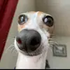 Stephanie Maple - @stephaniemaple_2594 - TikTok