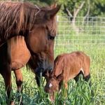 Stephanie McCool-Hanna - @hanna_animal_rescue - Instagram
