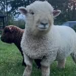 Stephanie Minton DeNaples - @mommameow4 - Instagram