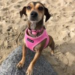 Stephanie Ness Persi - @spersi - Instagram