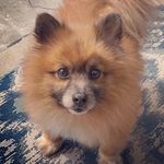 Stephanie M Pardue - @pommymommy07 - Instagram