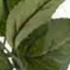 stephaniepucci700 - @stephaniepucci700 - TikTok