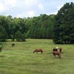 Stephanie Rector - @htofarm - Instagram