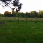 stephanie rigg - @ballygracefarm - Instagram