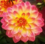 Stephanie Risner - Facebook