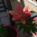 Stephanie Rodda - Facebook