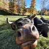 Stéphanie Roten-Métr - @stephroten - TikTok