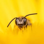 RüBee 🐝🥕 stephanie.rübenach photography - @stephanie_ruebenach - Instagram