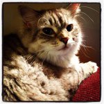Stephanie Rutkowski - @zombiejellyfish500 - Instagram