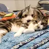Stephanie Samuelsohn - @stephanie.samuels4 - TikTok