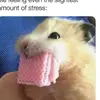 Stephanie - @stephaniesavenell - TikTok