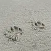 Adela - @stephaniescheer - TikTok