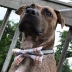 Stephanie Secrest - @thepawsitivebowtique - Instagram