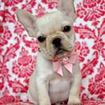 Stephanie Shy Marrero - @lovesfrenchies2020 - Instagram