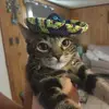 Stephanie0707 - @stephaniesowders0707 - TikTok