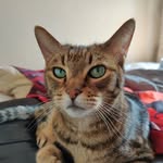 Stephanie Speck - @simba.the.esa - Instagram