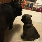 Stephanie Stonecipher - @disneypugprincess - Instagram