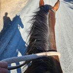 Stephanie Stott - @horsebiz66 - Instagram