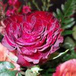 Stephanie Strother Puckett - @puckett_stephanie - Instagram