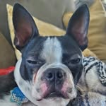 Stephanie thome Treichel - @starlight_theadventuredog - Instagram