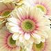 Stephanie Toothman - Facebook