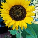 Stephanie Tyrrell - Facebook