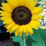 Stephanie Tyrrell - @stephanie.bates.31521 - Instagram