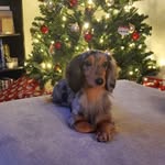 Stephanie Whiteman Roberts - @tuffyanne68 - Instagram