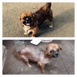 Stephanie Perritos Adopción - @stephaniewildes6 - Instagram