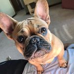 Stephanie Wilde - @wilden0ut - Instagram