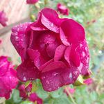 Stephanie Wingate - @wingate49801 - Instagram
