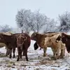 Stephanie Wohlgemuth - @stephanie.wohlgem7 - TikTok