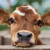Stephanie Wohlgemuth - @stephanie.wohlgem6 - TikTok