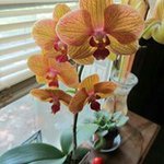 Stephanie Wray - @wray6969 - Instagram