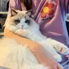 Stephanie Yang - @stephanie.yang37 - TikTok