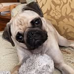 Stephen Archie Koslowski - @stephen_the_best_pug - Instagram